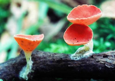 Sarcoscypha occidentalis 03 PK1.JPG