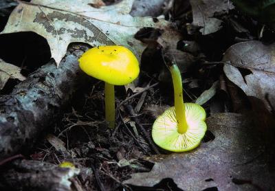 Hygrocybe flavescens 01 PK1.JPG