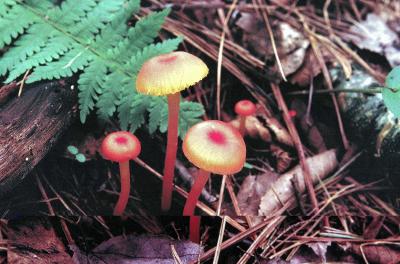 Hygrocybe miniata 01 PK1.JPG