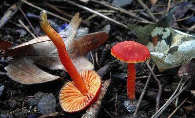 Hygrocybe minutulus 02 PK1.JPG