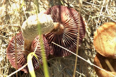 Laccaria trullissata7060.jpg