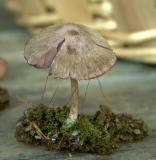 Laccaria amethystina cap .jpg