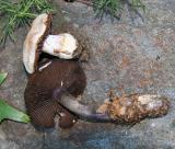 Cortinarius alboviolaveous (top) and violaceus (bottom)6026.jpg