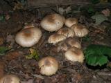 Agaricus0028.JPG