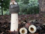 Phallus ravenelii.jpg