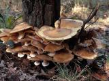 Armillaria mellea 01 PK1.JPG