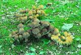 Coprinus micaceus 03 PK1.JPG