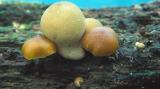 Galerina autumnalis & Lycoperdon pyriforme 01 PK1.JPG