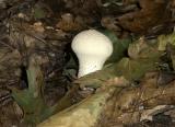 Lycoperdon perlatum6891.jpg