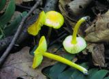 Hygrocybe flavescens 02 PK1.JPG