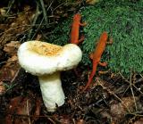 Lactarius deceptivus 02 PK1.JPG