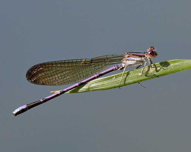 Violet Dancer (damselfly)