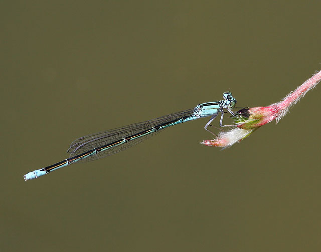 Slender Bluet (female)