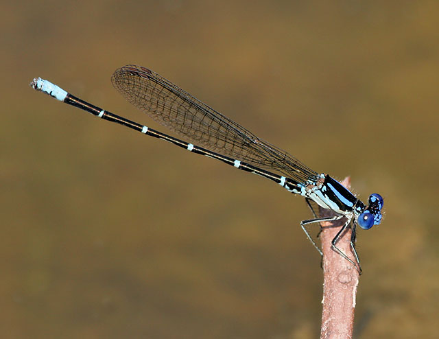 Blue Ringed Dancer