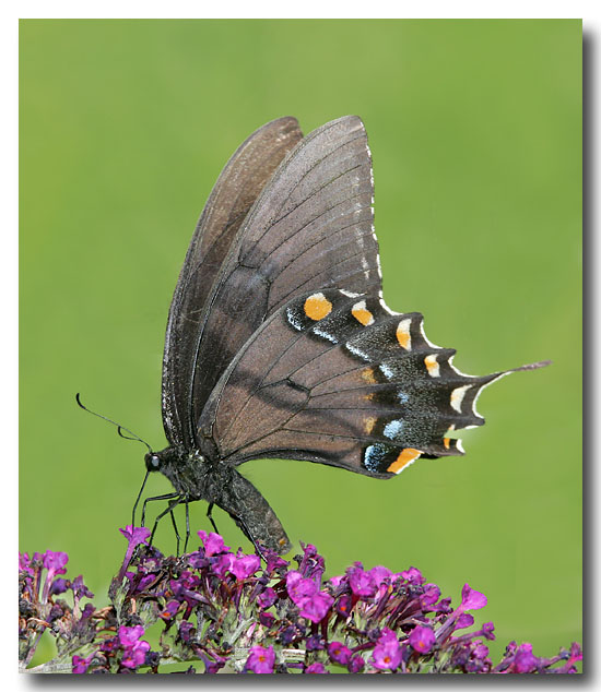 Eastern Tiger Swallowtail (dark form)