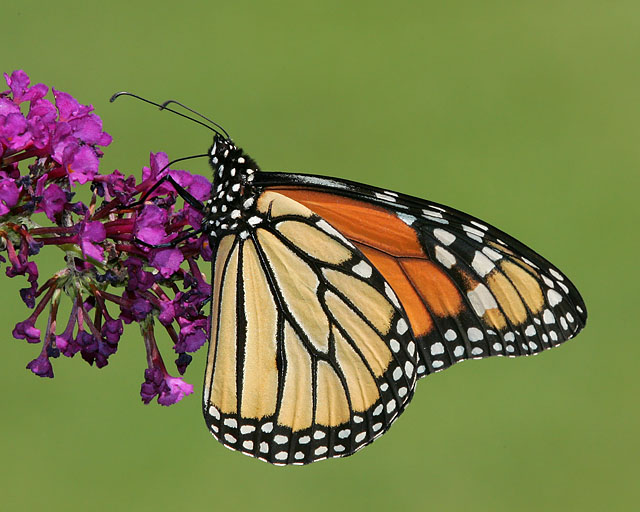 Monarch 2005