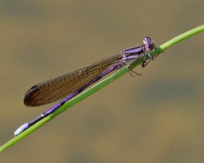 Violet Dancer (damselfly)