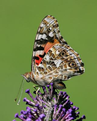 Painted Lady (2005)