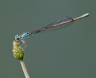 Slender Bluet (female)