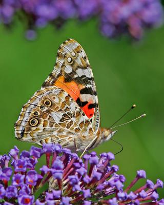 Painted Lady (2005)