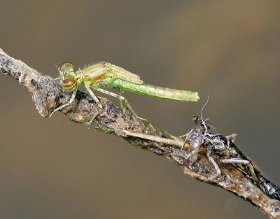 Newly hatched Damselfly