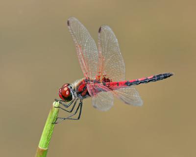 Red Veined Pennant (2005)