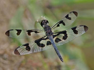 Banded Pennant (male)