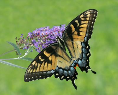 Tiger Swallowtail (female)