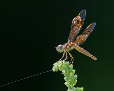 Dragonfly (Eastern Amberwing)