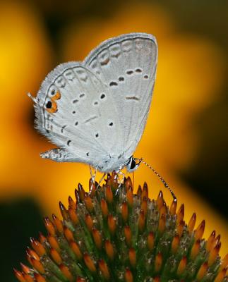 Eastern Tailed Blue