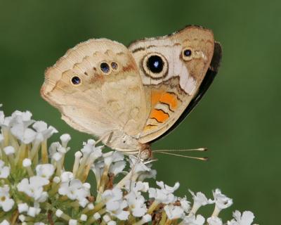 Buckeye (side view)