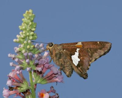 Silver Spotted Skipper