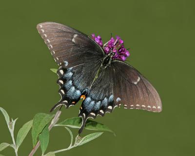 Eastern Tiger Swallowtail  (dark form)