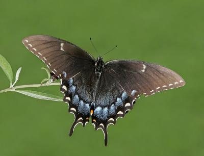 Eastern Tiger Swallowtail (dark form)