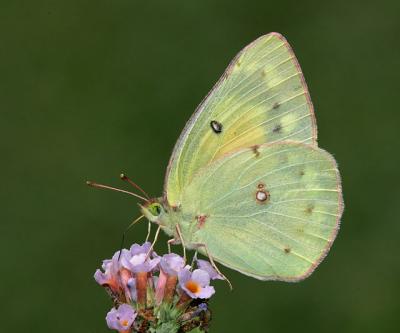 Clouded Sulphur (albino)