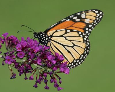 Monarch 2005