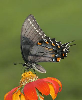 Tiger Swallowtail (dark form)