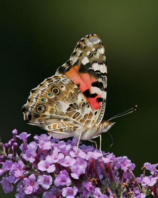 Painted Lady