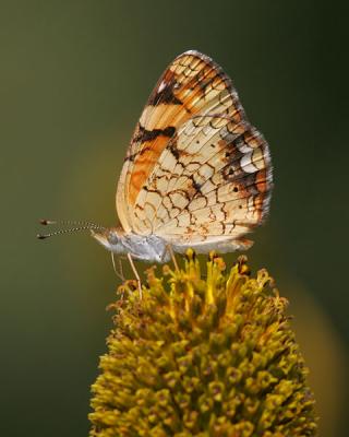 Pearly Crescentspot