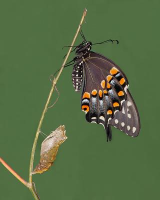 Newly Emerged Black Swallowtail