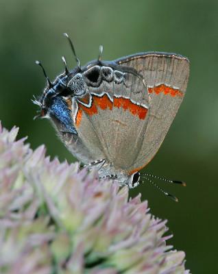 Red Banded Hairstreak