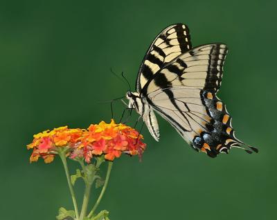 Tiger Swallowtail