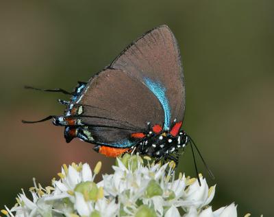 Great Purple Hairstreak