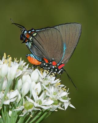 Great Purple Hairstreak