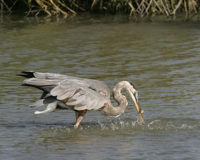 Great Blue Heron with  Small Fish