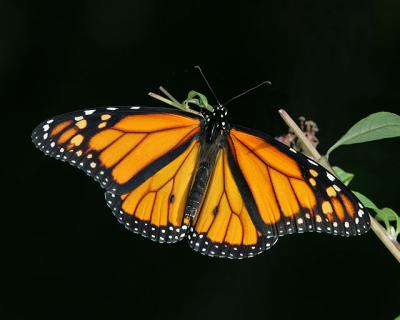 Monarch (male)
