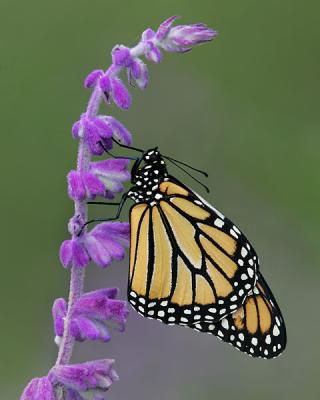 Monarch Drying Her Wings