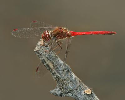 Autumn Meadowhawk