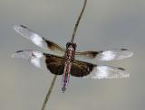 Widow Skimmer