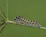 Caterpillar of an Eastern Black Swallowtail